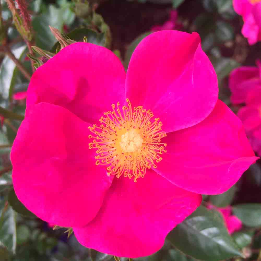 ROSE BUSH ERINNERUNGSPFLICHT