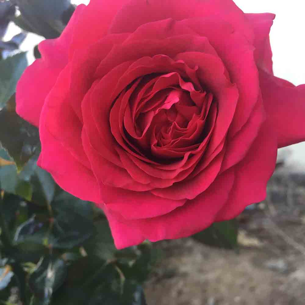 ROSIER LE ROI DE COEUR AB