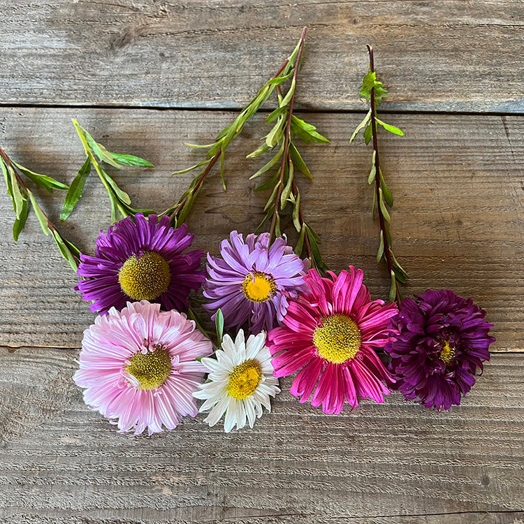 REINE MARGUERITE A FLEURS SIMPLES VARIEES AB