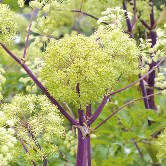 ANGELIQUE OFFICINALE AB