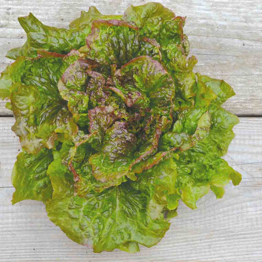 BATAVIA RED LETTUCE GRENOBLOISE AB