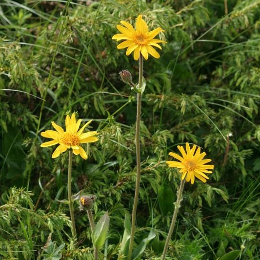 ARNICA AB