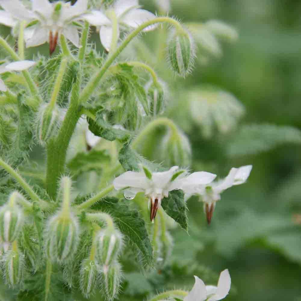 WEISSER BORAGE AB