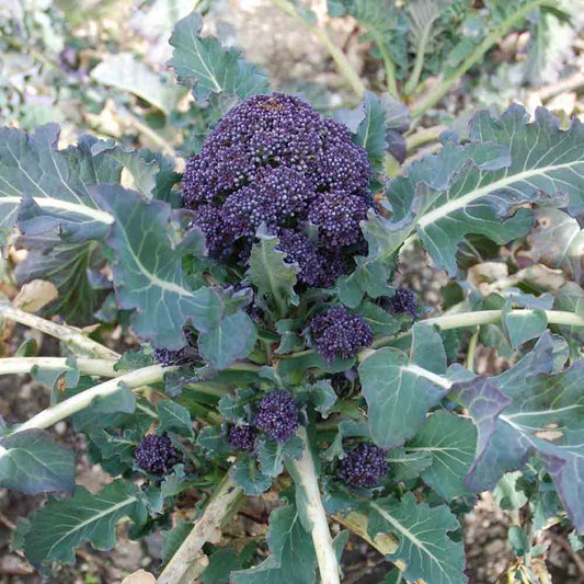 CHOU BROCOLI EARLY PURPLE SPROUTING AB