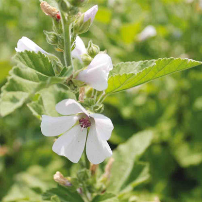 MARSHMALLOW AB - PLANT