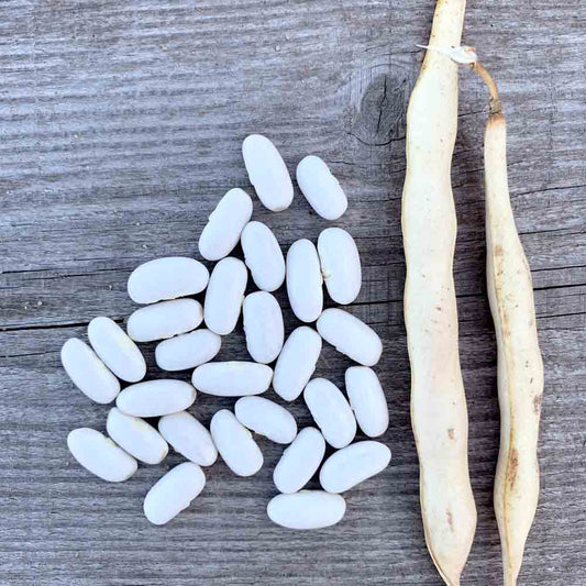 LINGOT DWARF BEAN OR WHITE SWISS SHELLING BEAN AB