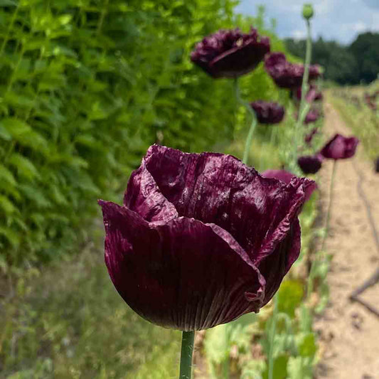 PAVOT SCHWARZE Pfingstrose AB