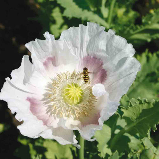 WEISSER GARTENMOHNBLUME AB