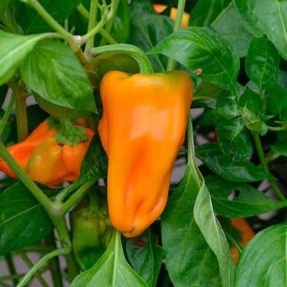 PETIT MARSEILLAIS PEPPER PLANT AB