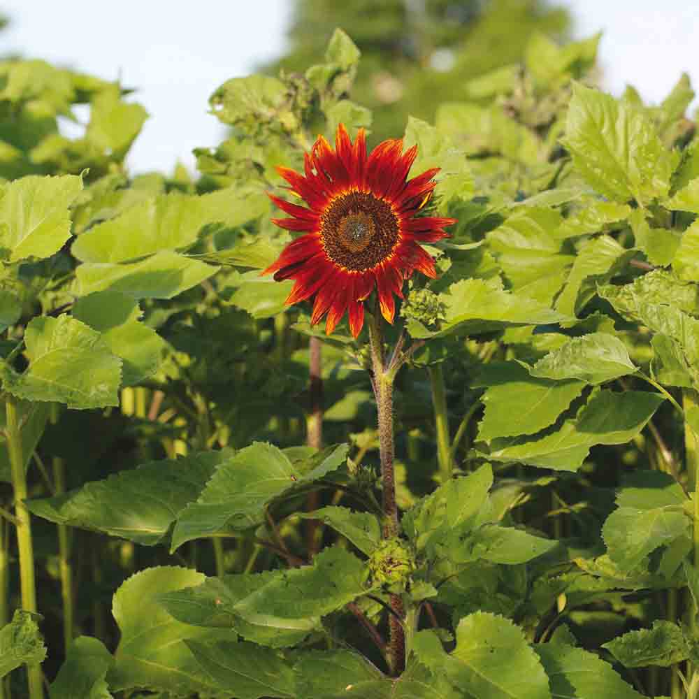 RED SUNFLOWER AB