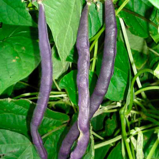 BLAUHILDE MANGETOUT AB POLE BEAN