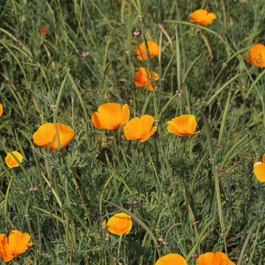 CALIFORNIA POPPY AB