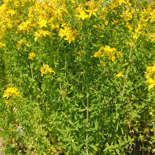 ST. JOHN'S WORT PERFORATED AB