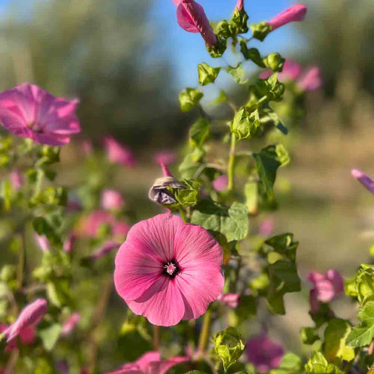 ANNUAL LAVATERA AB