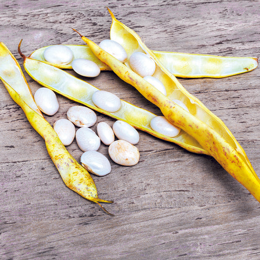 FRÜHE WEIßE KOKOSNUSS-ZWERGBOHNE ZUM SCHALEN AB