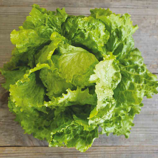 GOLDEN SPRING BATAVIA LETTUCE AB