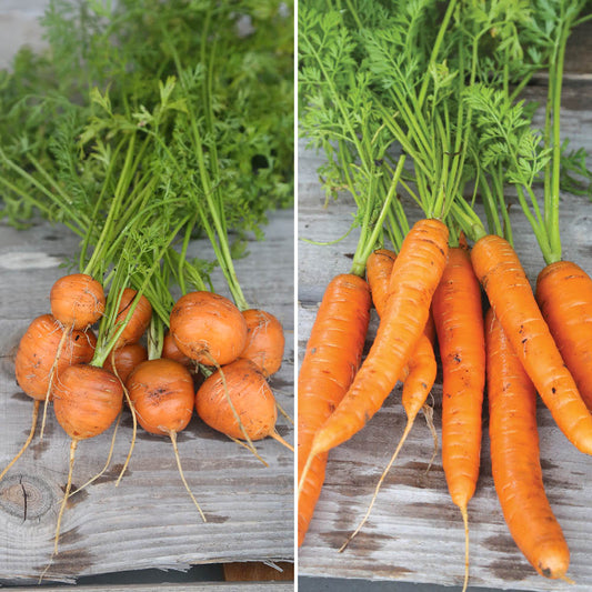 CAROTTES EN MÉLANGE MARCHÉ DE PARIS 3, NANTAISE 2 AB