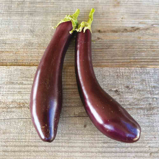 AUBERGINE VIOLETTA LUNGA 3 AB