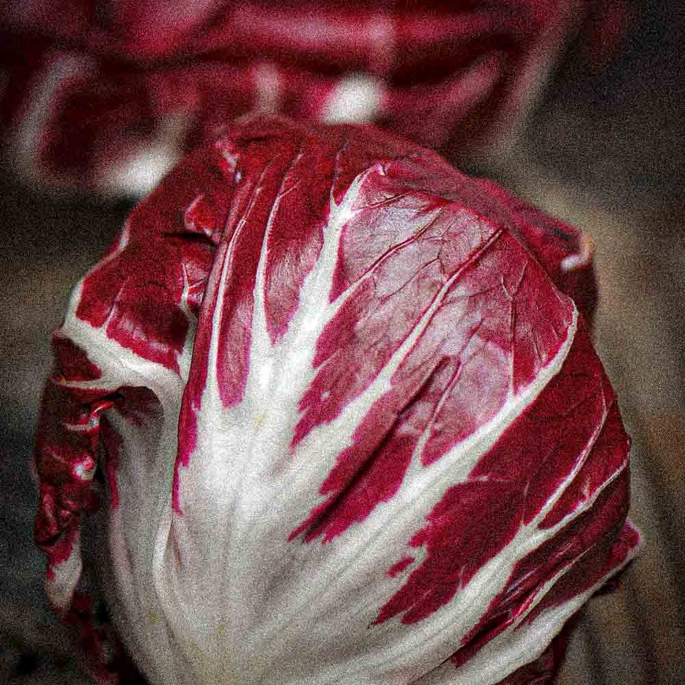 CHICOREE A LARGES FEUILLES PALLA ROSSA 3 AB