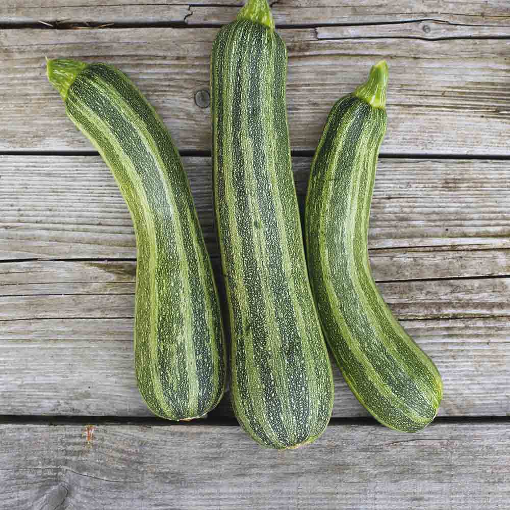 ZUCCHINI STRIATO D´ITALIA AB