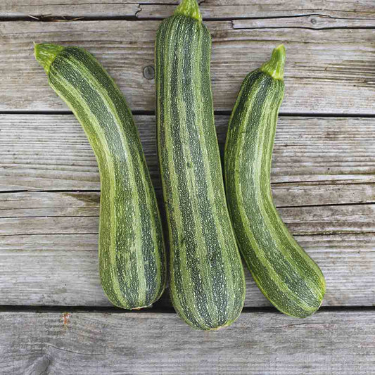 COURGETTE STRIATO D´ITALIA AB