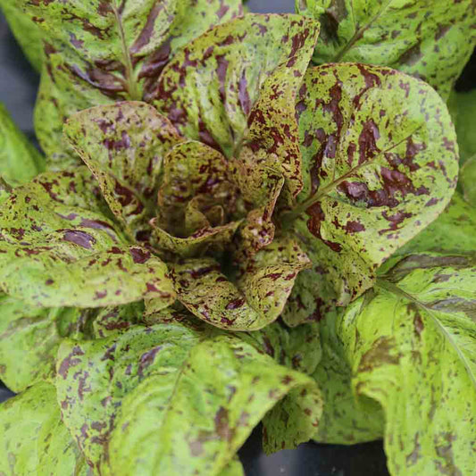 FORELLENSCHLUSS ODER GEFLECKTER RÖMISCHER SALAT WIE FORELLE AB