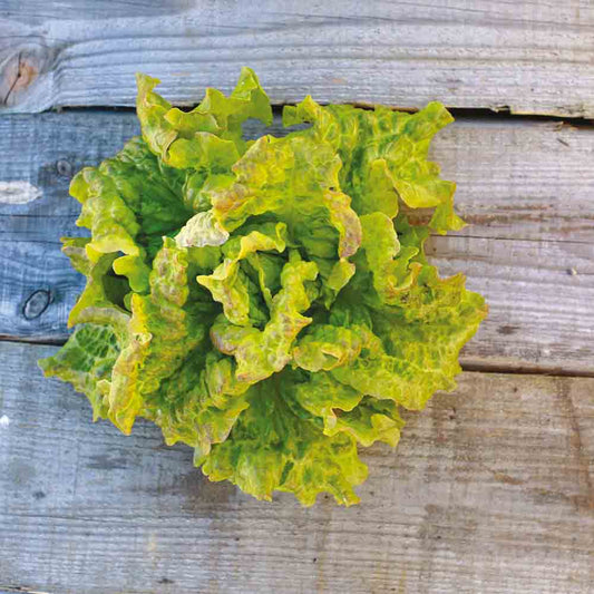 RED HEAD LETTUCE OF TRENTO OR ROSSA DI TRENTO AB