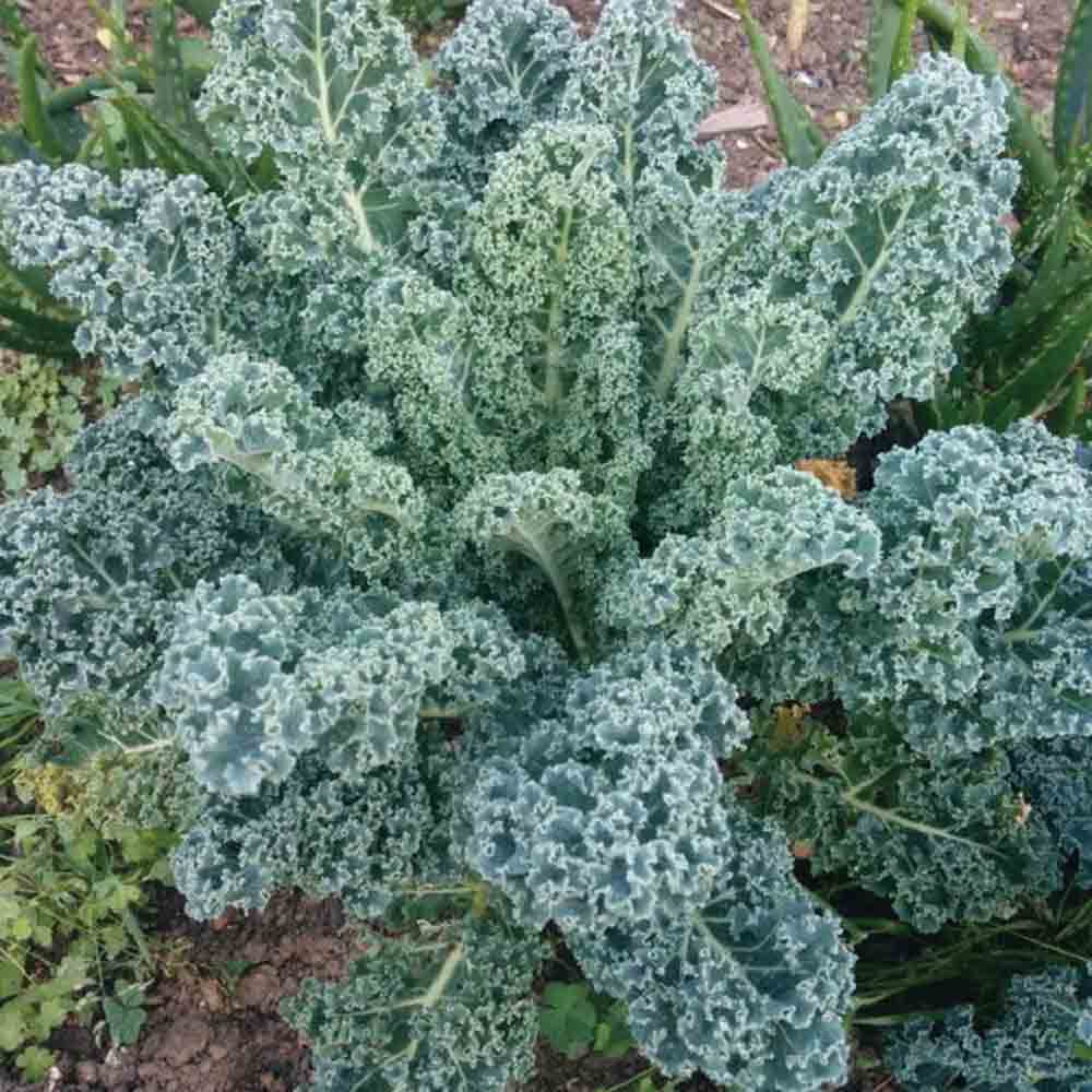 CHOU FRISE KALE BLUE SCOTCH AB