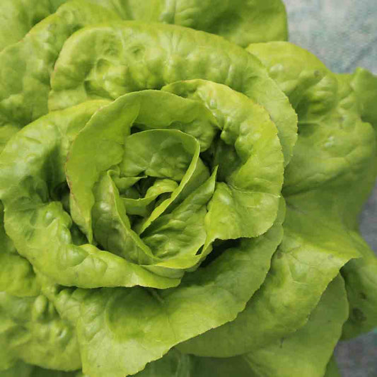 BUTTERCRUNCH LETTUCE AB