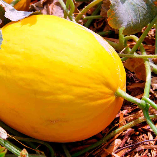 CANARY YELLOW MELON 2 AB