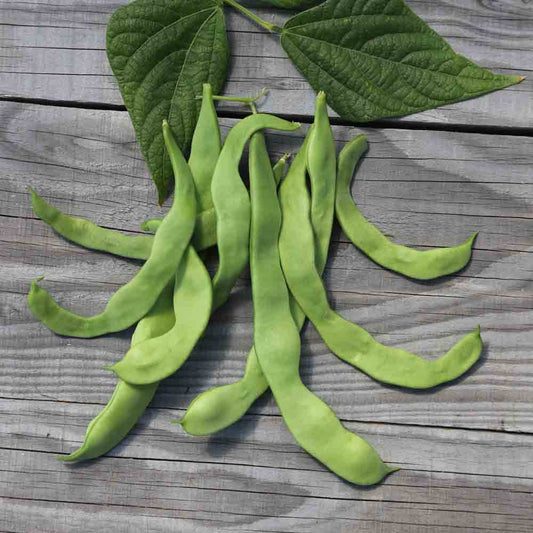 HELDA MANGETOUT FLAT AB ROWED BEAN