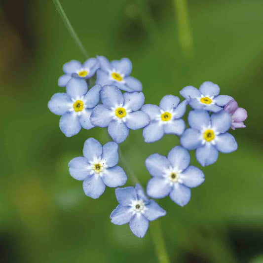 FORGET-ME-NOT NT