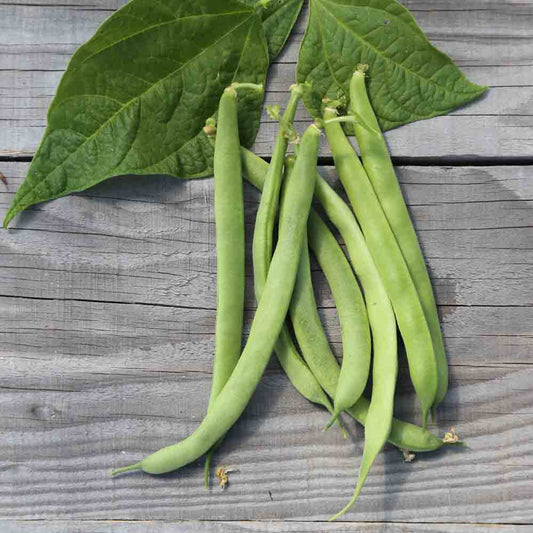 CANADIAN WONDER SHELLING DWARF BEAN AB