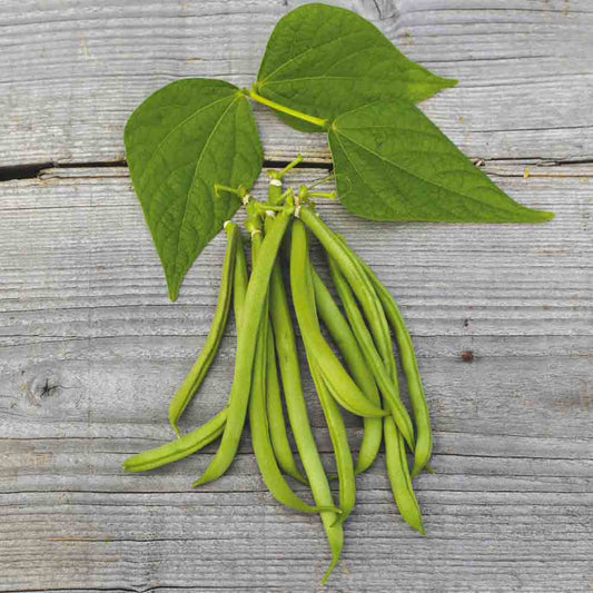 DWARF BEAN LA VICTOIRE MANGETOUT AB