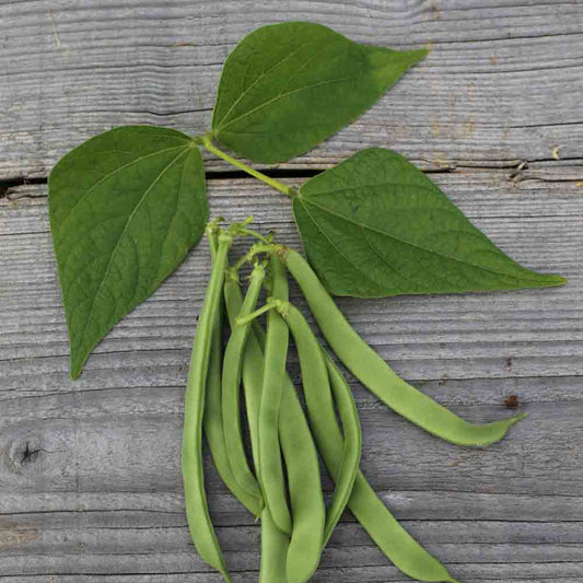 NASSAU DARK BEAN MANGETOUT FLAT AB