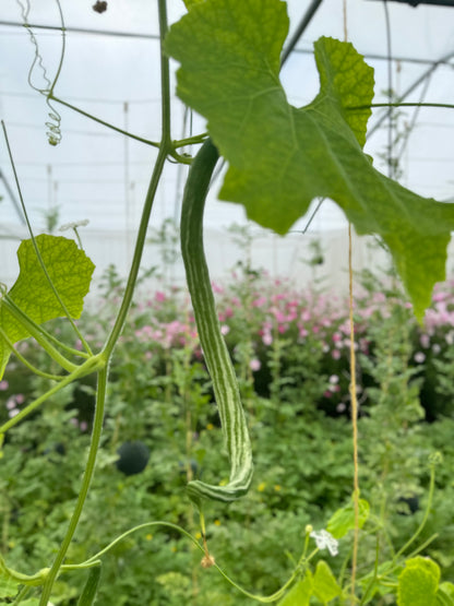 SNAKE SQUASH OR LACE FLOWERS AB