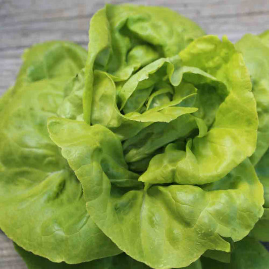 VERRIERES AB WINTER HEAD LETTUCE