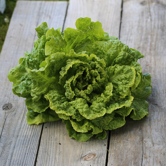 SOMMERKOPFSALAT KAGRANER SOMMER 2 AB