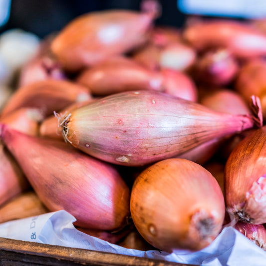 ROTE ZWIEBEL-HÄHNCHENBEINE AUS POITOU oder ZEBRUNE TYP ECHALION AB