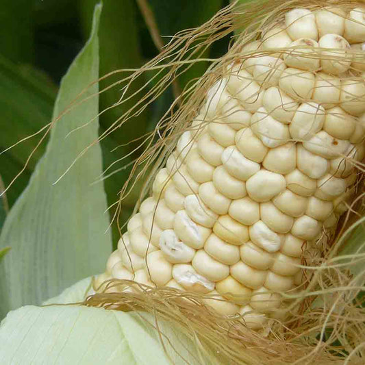 ASTARAC AB WHITE SWEET CORN