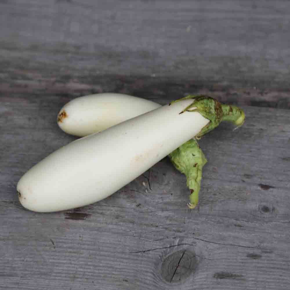 LONG WHITE EGGPLANT AB