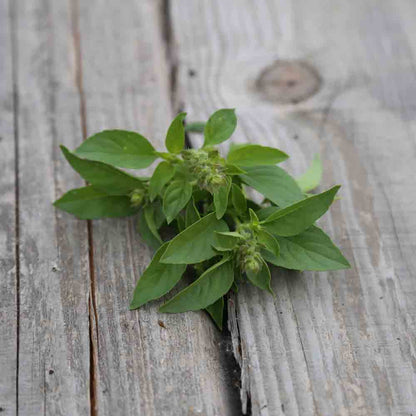 BASILIC CITRON VERT AB - PLANT