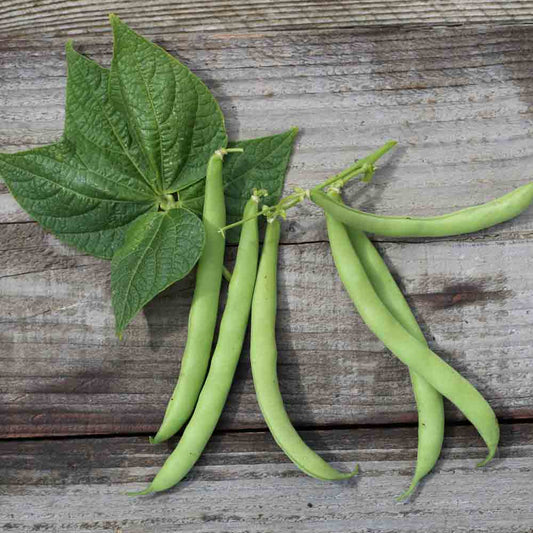 Zwergbohnen-Anwärter Mangetout AB