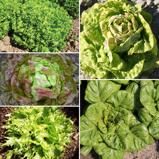 MIXED LETTUCE - 5 VARIETIES AB