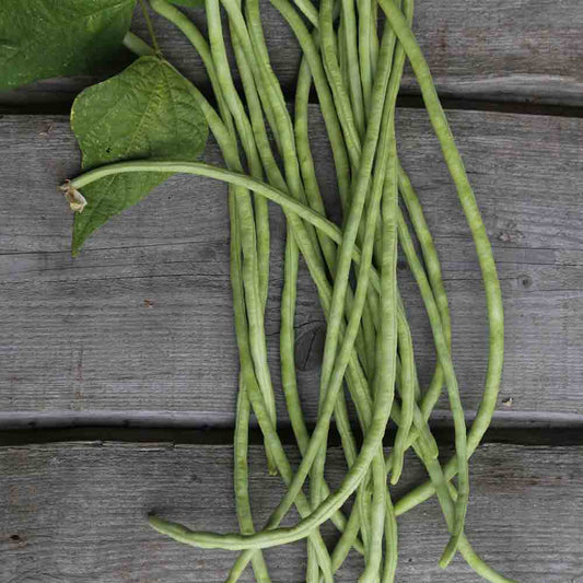 SNAKE BEAN OR GREEN ASPARAGUS PEA