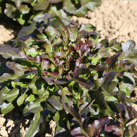 CELTUCE LETTUCE HONGYEYOUMAI AB