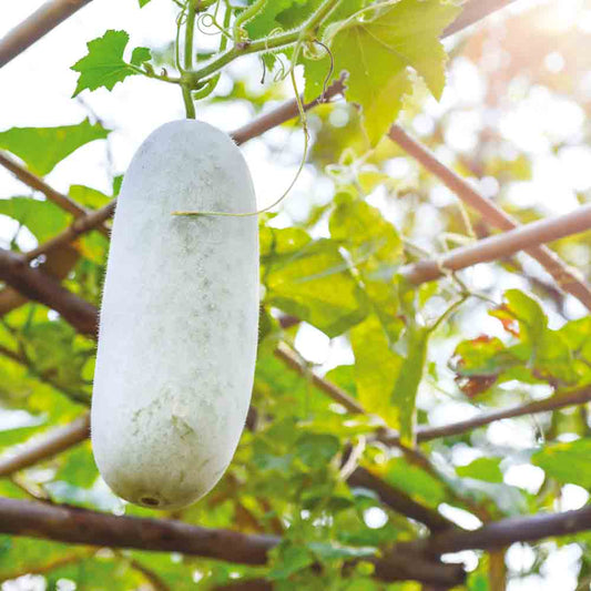 WINTER MELON FENPIDONGGUA AB