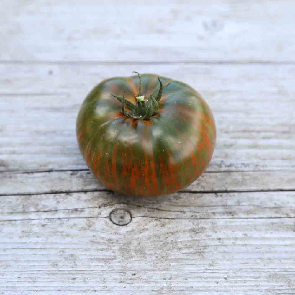 TOMATE CHOCOLATE STRIPES AB - PLANT