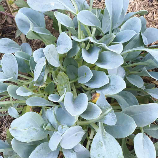 MERTENSIA MARITIMA ODER NT-AUSTERNPFLANZE