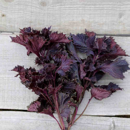 PERILLA ROUGE OU SHISO AB